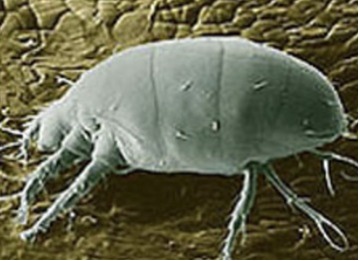 Broad Mite Alert Management